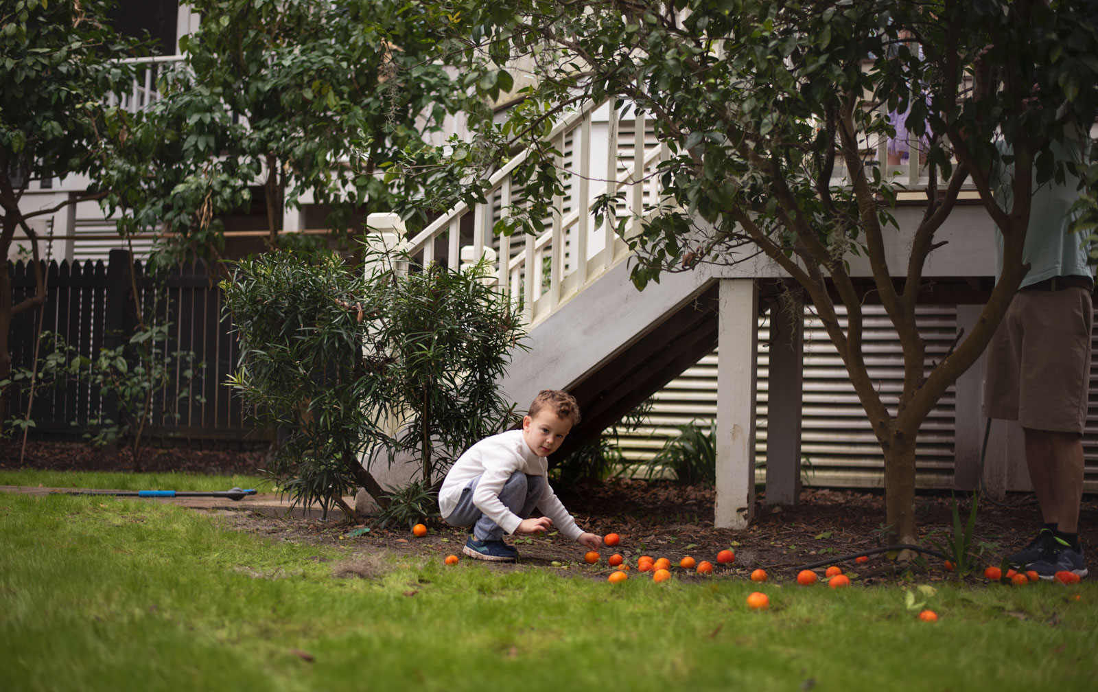 Collecting oranges St. Louis family photographer